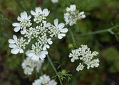 Strahlen-Breitsame - Orlaya grandiflora (L.) Hoffm.
