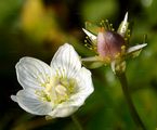 Sumpf-Herzblatt - Parnassia palustris L.