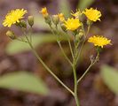 Florentiner Habichtskraut - Pilosella piloselloides (Vill.) Soják