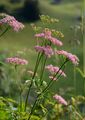 Greater Burnet-Saxifrage - Pimpinella major (L.) Huds.