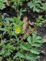 Paradox Cinquefoil - Potentilla supina L.