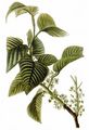 Buckthorns - Rhamnus alpina L.