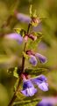 Skullcap - Scutellaria galericulata L.