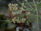 Shining Meadow-Rue - Thalictrum lucidum L.
