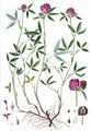 Owl-Head Clover - Trifolium alpestre L.