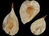 Common Elm - Ulmus minor Mill.