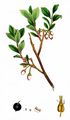 Rauschbeere - Vaccinium uliginosum L.