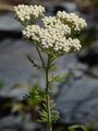 Edle Schafgarbe - Achillea nobilis L.