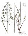 Loose Silky-Bent - Apera spica-venti (L.) P. Beauv.