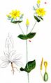 Yellow-Wort - Blackstonia perfoliata (L.) Huds.
