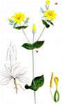 Sommer-Bitterling - Blackstonia perfoliata (L.) Huds. 
