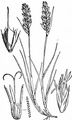 Flat-Sedge - Blysmus compressus (L.) Link