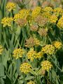 Hahnenfuß-Hasenohr - Bupleurum ranunculoides L.