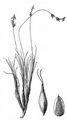Stachelspitzige Segge - Carex mucronata All.