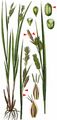 Pale Sedge - Carex pallescens L. 