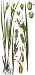 Bleiche Segge - Carex pallescens L. 