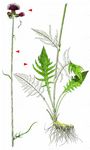 Bach-Kratzdistel - Cirsium rivulare (Jacq.) All. 