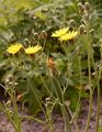Wiesen-Pippau - Crepis biennis L.