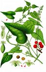Gewöhnliche Schmerwurz - Dioscorea communis (L.) Caddick & Wilkin 