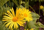 Österreichische Gemswurz - Doronicum austriacum Jacq.