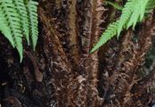 Scaly Male-Fern - Dryopteris affinis (Lowe) Fraser-Jenk.