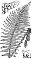 Male-Fern - Dryopteris filix-mas (L.) Schott
