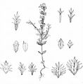 Salzburger Augentrost - Euphrasia salisburgensis Funck