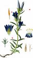 Marsh Gentian - Gentiana pneumonanthe L.