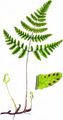 Limestone Fern - Gymnocarpium robertianum (Hoffm.) Newman