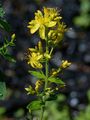 Hairy St John's-Wort - Hypericum hirsutum L.