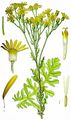 Jakobsgreiskraut - Jacobaea vulgaris Gaertn.