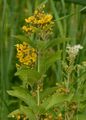 Yellow Loosestrife - Lysimachia vulgaris L.