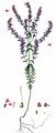 Common Bartsia - Odontites vulgaris Moench