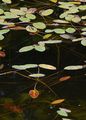 Shining Pondweed - Potamogeton lucens L.