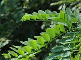 False-Acacia - Robinia pseudoacacia L.