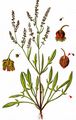 Sheep's Sorrel - Rumex acetosella L.