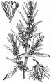 Ufer-Ampfer - Rumex maritimus L.