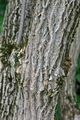 Elder - Sambucus nigra L.