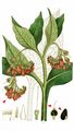 Common Comfrey - Symphytum officinale L.
