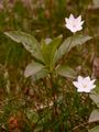 Chickweed-Wintergreen - Trientalis europaea L.