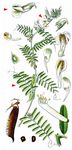 Pannonische Wicke - Vicia pannonica Crantz 