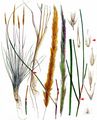 Hybrid Marram - X Calammophila baltica (Schrad.) Brand