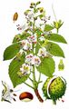 Horse-Chestnut - Aesculus hippocastanum L.