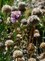 Jersey Thrift - Armeria arenaria (Pers.) Schult.