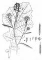 Turnip - Brassica rapa (L.) L.