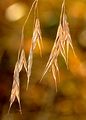 Hairy-Brome - Bromopsis ramosa (Huds.) Holub