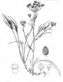 Sichelblättriges Hasenohr - Bupleurum falcatum L.