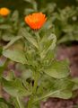 Pot Marigold - Calendula officinalis L.