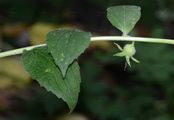 Giant Bellflower - Campanula latifolia L.