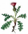 Dwarf Thistle - Cirsium acaulon (L.) Scop.